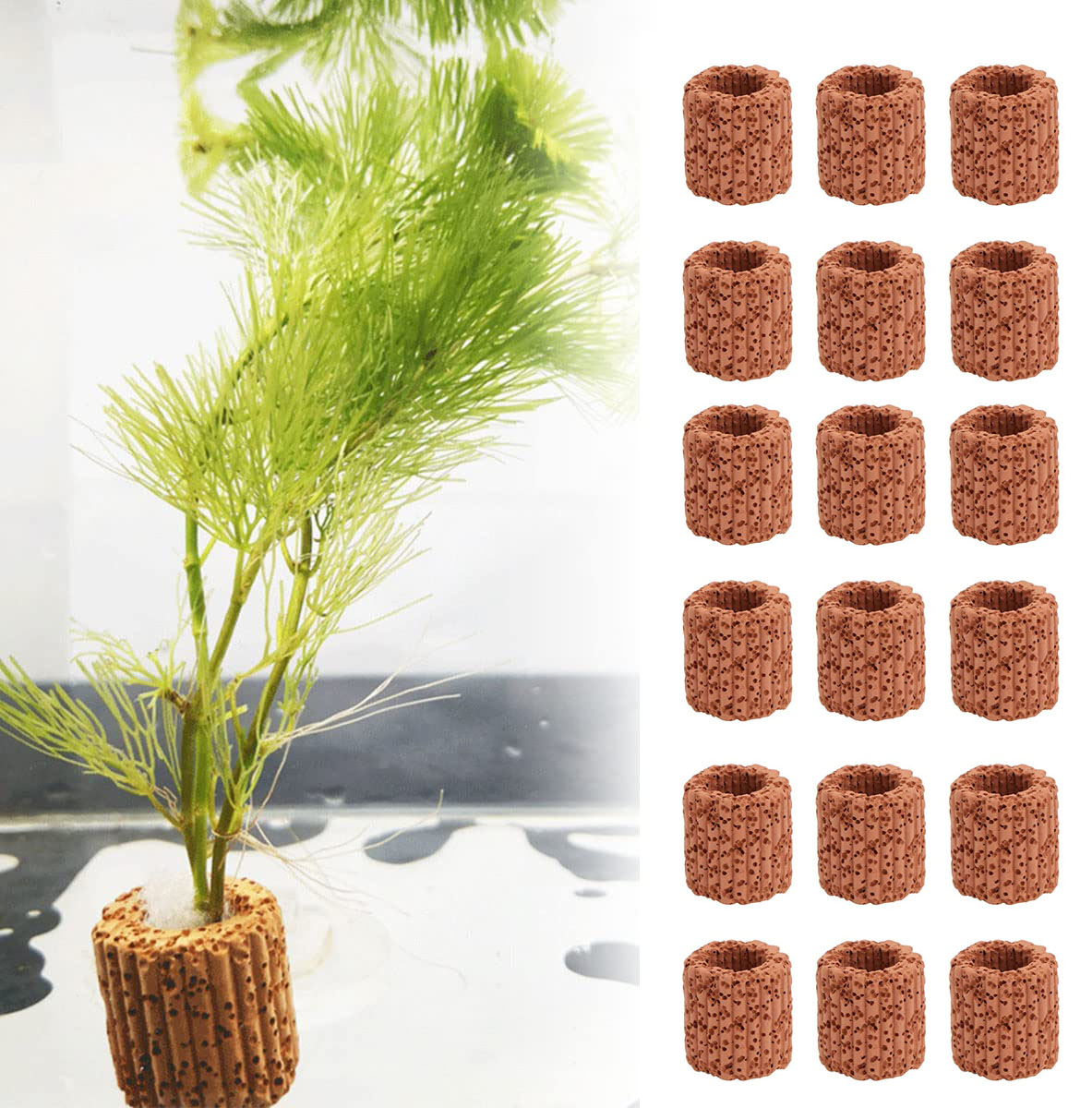 Marine Aquarium For Sale - Anneau de Base pour Plantes Aquatiques