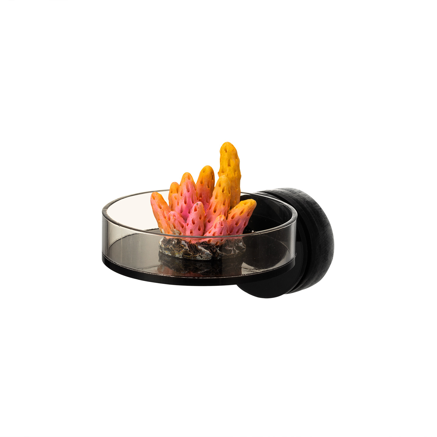 Aquarium And Marine - Support de Frag de corail magnétique